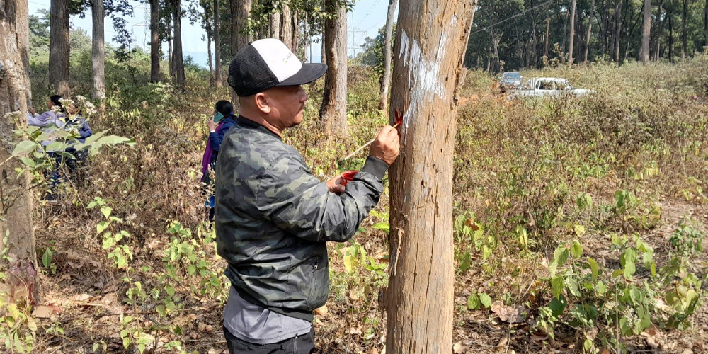 तनहुँ जलविद्युत् आयोजनाः प्रसारण लाइन निर्माणका लागि रुख छपान सुरु