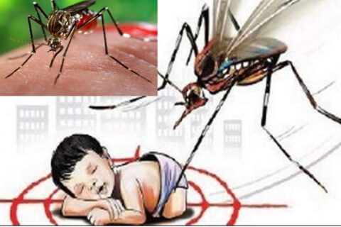 १३ जनामा औलो सङ्क्रमण पुष्टि