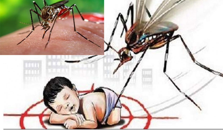 १३ जनामा औलो सङ्क्रमण पुष्टि