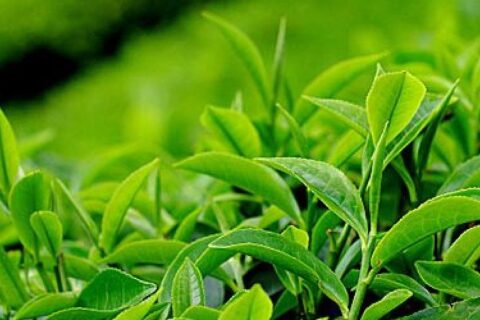 चिया निर्यातमा भारतीय अवरोध, भोलिदेखि उद्योग बन्द गर्ने उद्योगीको घोषणा