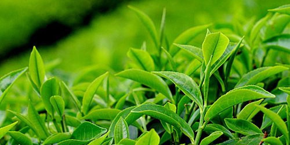 चिया निर्यातमा भारतीय अवरोध, भोलिदेखि उद्योग बन्द गर्ने उद्योगीको घोषणा