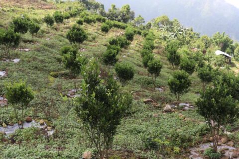 गण्डकी प्रदेशमा गोरखा सहितका १० जिल्लामा एक हजार १८० हेक्टरमा फलफूलखेती सुरु