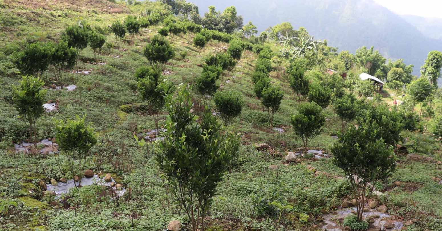 गण्डकी प्रदेशमा गोरखा सहितका १० जिल्लामा एक हजार १८० हेक्टरमा फलफूलखेती सुरु