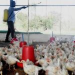 सात जिल्लामा बर्डफ्लु नियन्त्रण